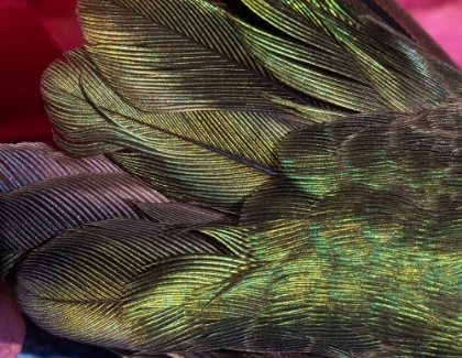 Picture of USA-ARIZONA-CLOSE-UP OF HUMMINGBIRD FEATHERS