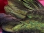 Picture of USA-ARIZONA-CLOSE-UP OF HUMMINGBIRD FEATHERS