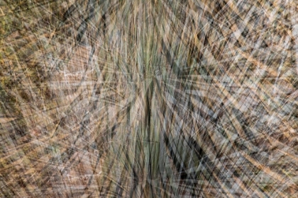 Picture of USA-ARIZONA-PHOENIX-YUCCA CACTUS ABSTRACT