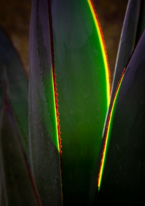 Picture of USA-ARIZONA-PHOENIX-BACKLIT VARIEGATED AGAVE CACTUS