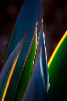 Picture of USA-ARIZONA-PHOENIX-BACKLIT VARIEGATED AGAVE CACTUS