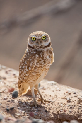 Picture of USA-ARIZONA-BURROWING OWL CLOSE-UP