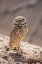 Picture of USA-ARIZONA-BURROWING OWL CLOSE-UP