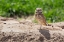 Picture of USA-ARIZONA-BURROWING OWL CLOSE-UP