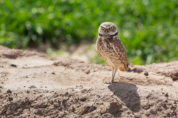 Picture of USA-ARIZONA-BURROWING OWL CLOSE-UP