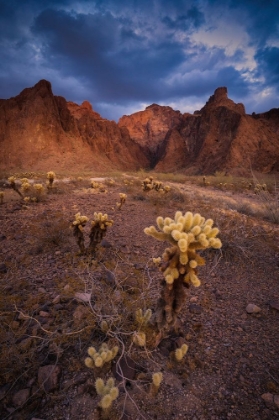 Picture of USA-ARIZONA-KOFA NATIONAL WILDLIFE AREA-MOUNTAIN AND DESERT LANDSCAPE