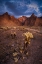 Picture of USA-ARIZONA-KOFA NATIONAL WILDLIFE AREA-MOUNTAIN AND DESERT LANDSCAPE