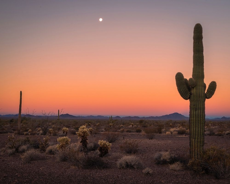 Picture of USA-ARIZONA-KOFA NATIONAL WILDLIFE AREA-MOUNTAIN AND DESERT LANDSCAPE AT SUNSET