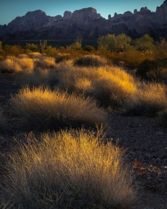 Picture of USA-ARIZONA-KOFA NATIONAL WILDLIFE AREA-MOUNTAIN AND DESERT LANDSCAPE AT SUNRISE