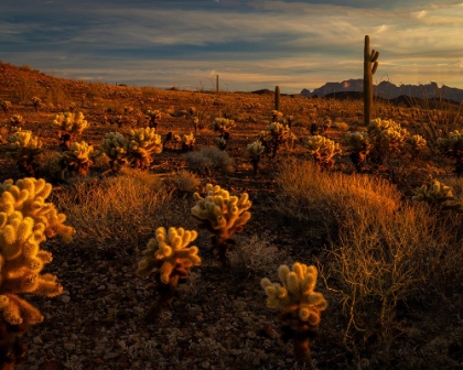 Picture of USA-ARIZONA-KOFA NATIONAL WILDLIFE AREA-MOUNTAIN AND DESERT LANDSCAPE AT SUNRISE