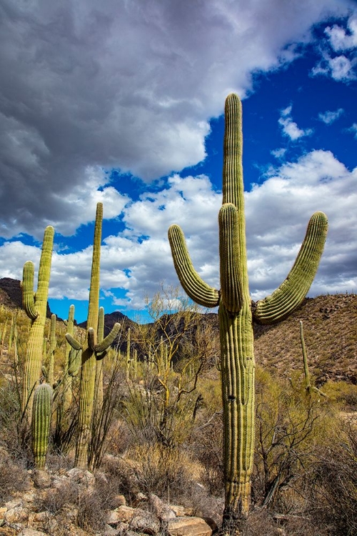 Picture of SAGUARO CACTUS IN THE SANTA CATALINA MOUNTAINS IN CORONADO NATIONAL FOREST IN TUCSON-ARIZONA-USA