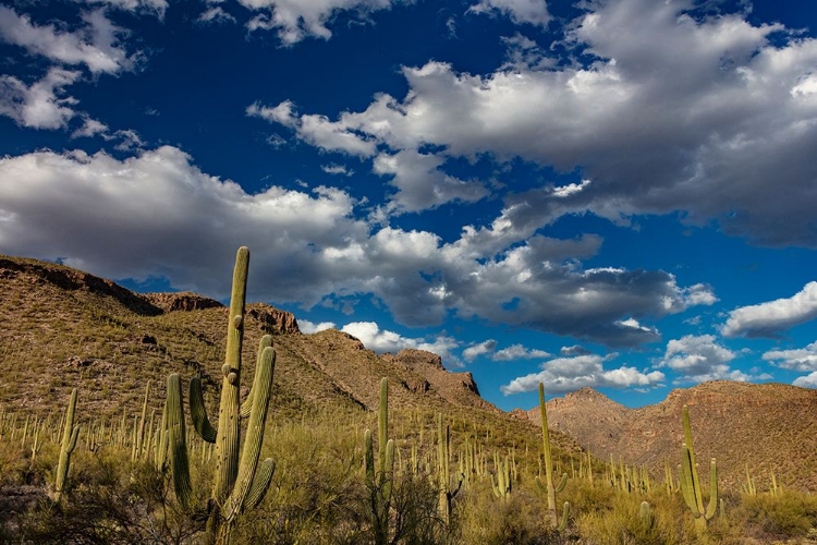 Picture of SAGUARO CACTUS IN THE SANTA CATALINA MOUNTAINS IN CORONADO NATIONAL FOREST IN TUCSON-ARIZONA-USA