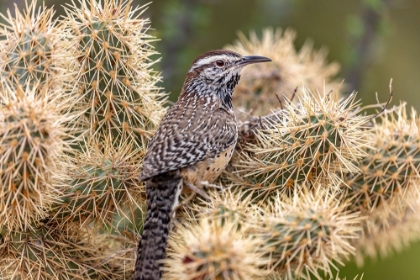 Picture of CACTUS WREN NEST BUILDING IN TEDDY BEAR CHOLLA AT THE ARIZONA SONORAN DESERT MUSEUM IN TUCSON-ARIZO