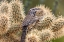 Picture of CACTUS WREN NEST BUILDING IN TEDDY BEAR CHOLLA AT THE ARIZONA SONORAN DESERT MUSEUM IN TUCSON-ARIZO
