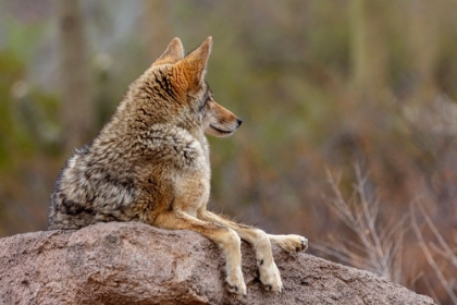 Picture of COYOTE AT THE ARIZONA SONORAN DESERT MUSEUM IN TUCSON-ARIZONA-USA