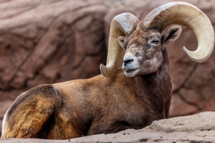 Picture of DESERT BIGHORN SHEEP RAM AT THE ARIZONA SONORAN DESERT MUSEUM IN TUCSON-ARIZONA-USA