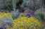 Picture of SPRING FLORAL DESERT GARDENS AT THE ARIZONA SONORAN DESERT MUSEUM IN TUCSON-ARIZONA-USA