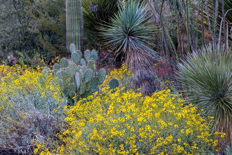 Picture of SPRING FLORAL DESERT GARDENS AT THE ARIZONA SONORAN DESERT MUSEUM IN TUCSON-ARIZONA-USA