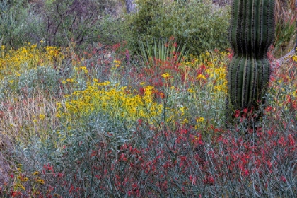 Picture of SPRING FLORAL DESERT GARDENS AT THE ARIZONA SONORAN DESERT MUSEUM IN TUCSON-ARIZONA-USA