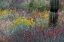 Picture of SPRING FLORAL DESERT GARDENS AT THE ARIZONA SONORAN DESERT MUSEUM IN TUCSON-ARIZONA-USA