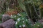 Picture of SPRING FLORAL DESERT GARDENS AT THE ARIZONA SONORAN DESERT MUSEUM IN TUCSON-ARIZONA-USA