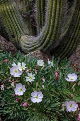 Picture of SPRING FLORAL DESERT GARDENS AT THE ARIZONA SONORAN DESERT MUSEUM IN TUCSON-ARIZONA-USA