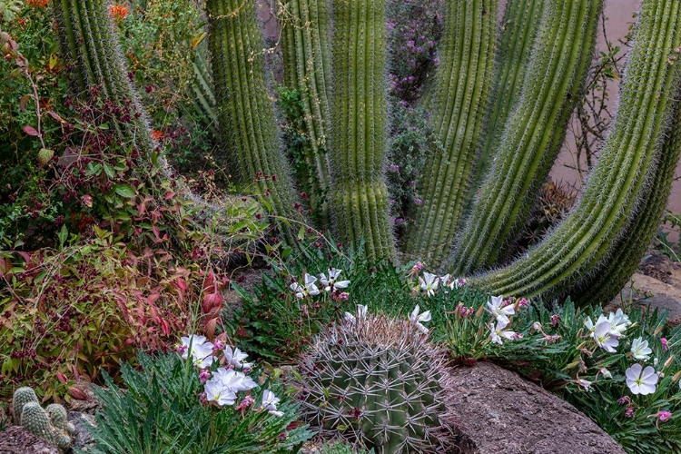 Picture of SPRING FLORAL DESERT GARDENS AT THE ARIZONA SONORAN DESERT MUSEUM IN TUCSON-ARIZONA-USA