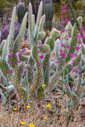 Picture of WOOLY JACKET PRICKLY PEAR CACTUS AND PENSTEMON AT THE ARIZONA SONORAN DESERT MUSEUM IN TUCSON-ARIZO