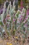 Picture of WOOLY JACKET PRICKLY PEAR CACTUS AND PENSTEMON AT THE ARIZONA SONORAN DESERT MUSEUM IN TUCSON-ARIZO