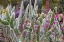 Picture of WOOLY JACKET PRICKLY PEAR CACTUS AND PENSTEMON AT THE ARIZONA SONORAN DESERT MUSEUM IN TUCSON-ARIZO