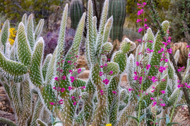 Picture of WOOLY JACKET PRICKLY PEAR CACTUS AND PENSTEMON AT THE ARIZONA SONORAN DESERT MUSEUM IN TUCSON-ARIZO