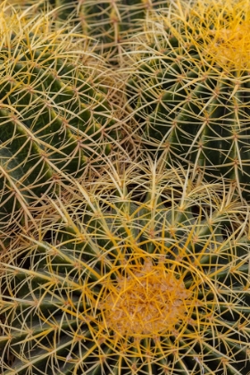 Picture of GOLDEN BARREL CACTUS AT THE ARIZONA SONORAN DESERT MUSEUM IN TUCSON-ARIZONA-USA