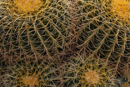 Picture of GOLDEN BARREL CACTUS AT THE ARIZONA SONORAN DESERT MUSEUM IN TUCSON-ARIZONA-USA