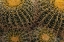 Picture of GOLDEN BARREL CACTUS AT THE ARIZONA SONORAN DESERT MUSEUM IN TUCSON-ARIZONA-USA