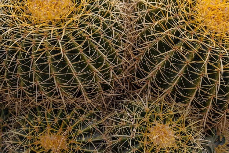 Picture of GOLDEN BARREL CACTUS AT THE ARIZONA SONORAN DESERT MUSEUM IN TUCSON-ARIZONA-USA