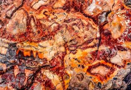 Picture of RED-ORANGE AND YELLOW PETRIFIED WOOD ABSTRACT-BLUE MESA-PETRIFIED FOREST NATIONAL PARK-ARIZONA