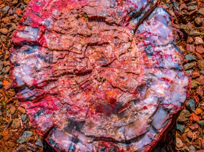 Picture of RED-BLUE-ORANGE PETRIFIED WOOD-VISITOR CENTER-PETRIFIED FOREST NATIONAL PARK-ARIZONA