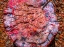 Picture of RED-BLUE-ORANGE PETRIFIED WOOD-VISITOR CENTER-PETRIFIED FOREST NATIONAL PARK-ARIZONA