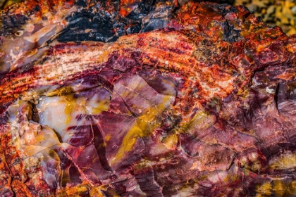 Picture of RED-BLUE-ORANGE PETRIFIED WOOD-VISITOR CENTER-PETRIFIED FOREST NATIONAL PARK-ARIZONA
