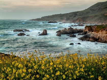 Picture of USA-CALIFORNIA-BIG SUR DUSK AND MUSTARD PLANTS AT SOBERANES COVE