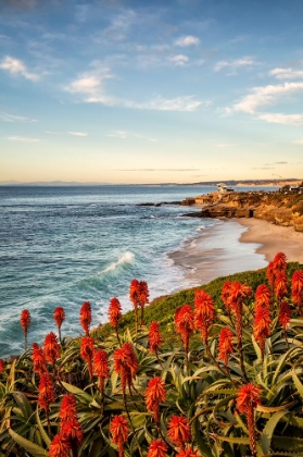 Picture of USA-CALIFORNIA-LA JOLLA BLOOMING ALOE AND WIPEOUT BEACH