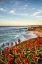 Picture of USA-CALIFORNIA-LA JOLLA BLOOMING ALOE AND WIPEOUT BEACH