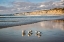 Picture of USA-CALIFORNIA-LA JOLLA ROYAL TERNS AND SCRIPPS PIER AT LA JOLLA SHORES