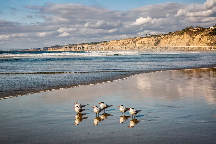 Picture of USA-CALIFORNIA-LA JOLLA ROYAL TERNS AND SCRIPPS PIER AT LA JOLLA SHORES