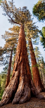 Picture of USA-CALIFORNIA-YOSEMITE NATIONAL PARK GIANT SEQUOIA TREES IN MARIPOSA GROVE