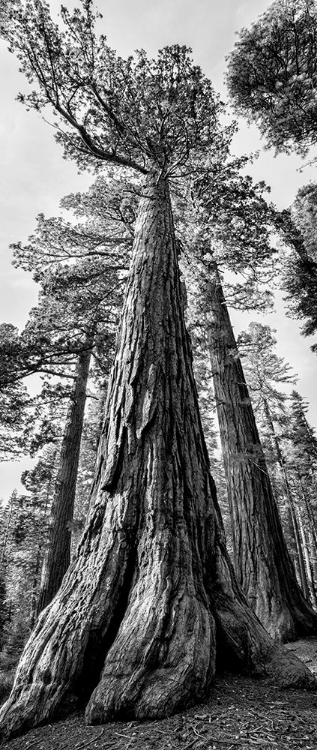 Picture of USA-CALIFORNIA-YOSEMITE NATIONAL PARK GIANT SEQUOIA TREES IN MARIPOSA GROVE