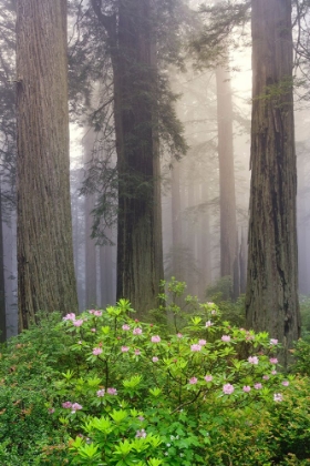 Picture of REDWOOD TREES AND PACIFIC RHODODENDRON IN FOG-REDWOOD NATIONAL PARK-CALIFORNIA