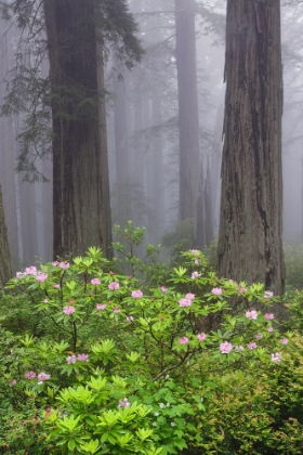 Picture of REDWOOD TREES AND PACIFIC RHODODENDRON IN FOG-REDWOOD NATIONAL PARK-CALIFORNIA
