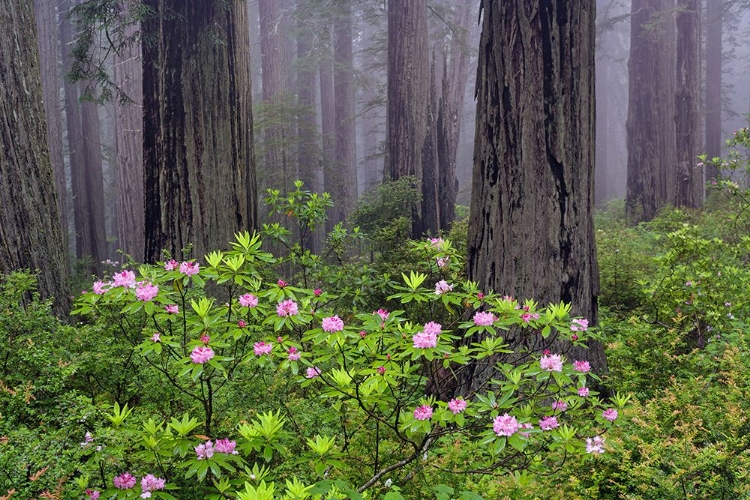 Picture of REDWOOD TREES AND PACIFIC RHODODENDRON IN FOG-REDWOOD NATIONAL PARK-CALIFORNIA