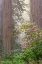 Picture of REDWOOD TREES AND PACIFIC RHODODENDRON IN FOG-REDWOOD NATIONAL PARK-CALIFORNIA